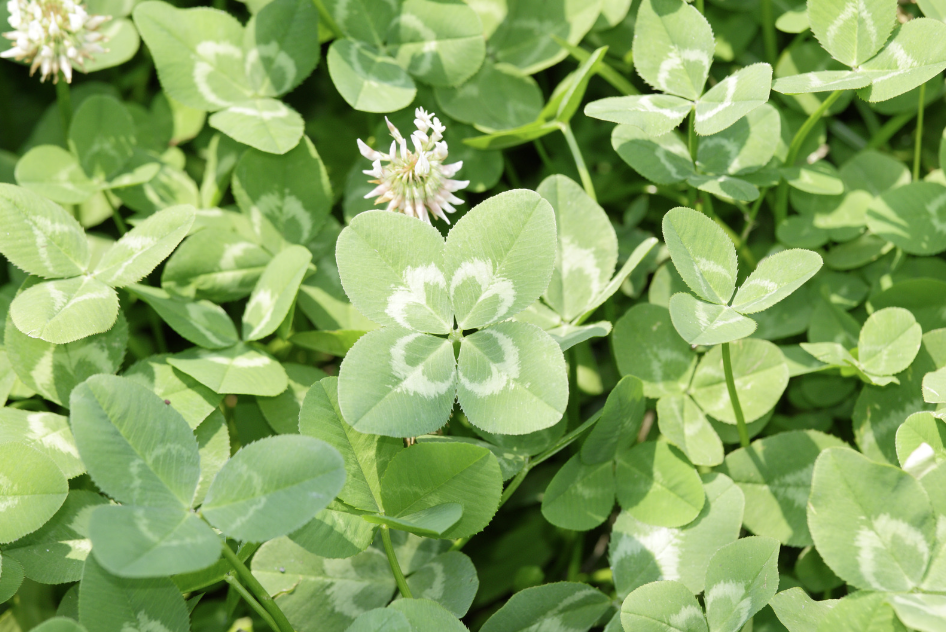 clover patch four-leaf clover
