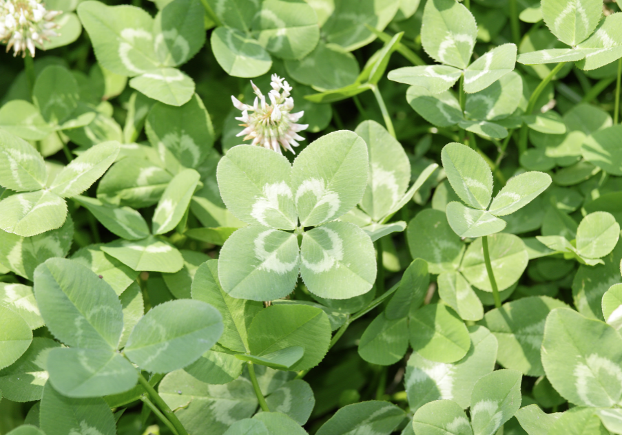 clover patch four-leaf clover